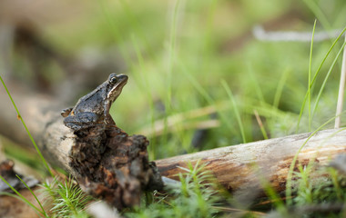 Closeup of a frog sit on tree branch