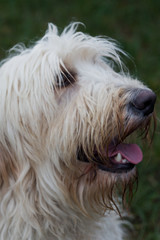 Oscar the Labradoodle