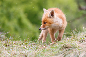 red fox cub