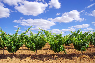 Fototapeta na wymiar Green vineyard at south of Portugal