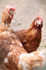 Freilandhuhn