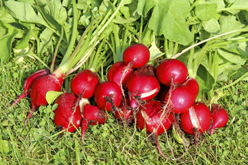 Red radishes