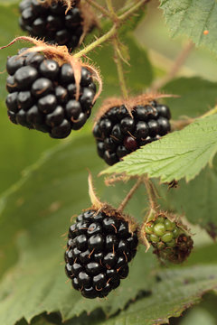 Forest blackberries growing / hanging on the bush