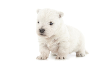 Fototapeta na wymiar West Highland White Terrier puppy