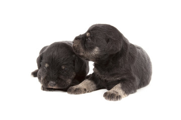 three black puppies of Miniature Schnauzer