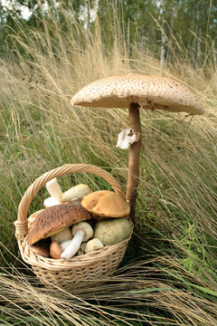 Basket of  various  forest mushrooms