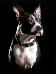 American Staffordshire terrier in front of a black background