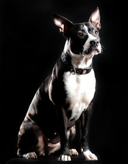 American Staffordshire terrier in front of a black background