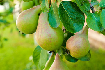 Pear tree