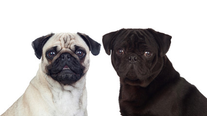 Obraz premium Nice couple of pug carlino dogs