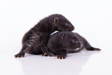 two small mink