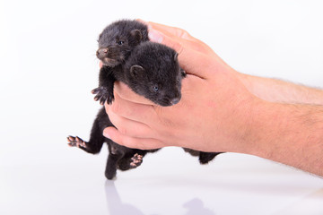 black animal mink