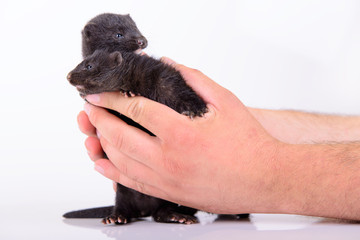 black animal mink