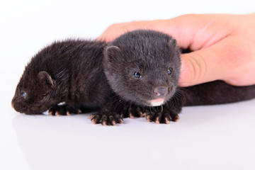 two small mink