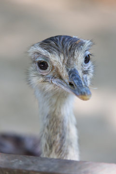 ostrich in a zoo
