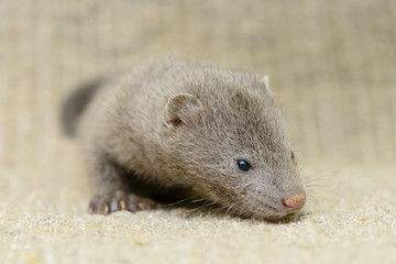 gray puppy mink