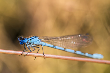 Blue dragonfly