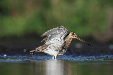 Common Snipe Gallinago gallinago