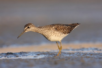 Wood Sandpiper Tringa glareola