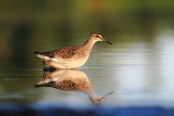 Wood Sandpiper Tringa glareola