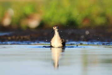 Fototapeta premium Wood Sandpiper Tringa glareola