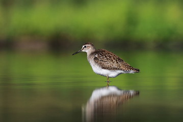 Wood Sandpiper Tringa glareola