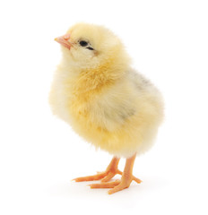 Small chicken