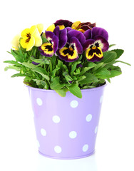 Beautiful pansies flowers isolated on a white