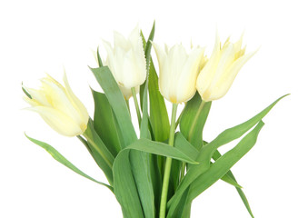 Beautiful white tulips isolated on white