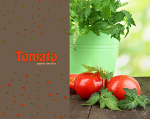 Fresh tomatoes and young plant in bucket