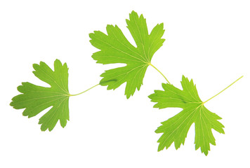 Green leaves isolated on white