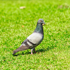 pigeon on green grass