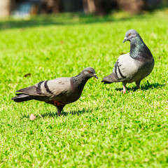 pigeon on green grass