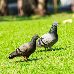 pigeon on green grass