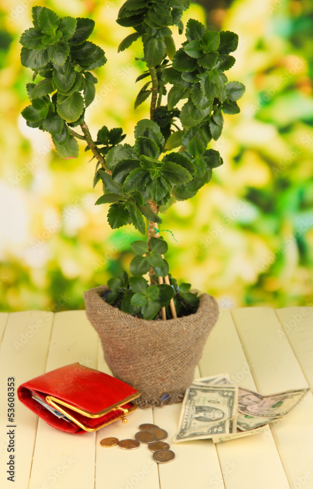 Wall mural money tree with money on wooden table on natural background