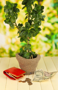 Money tree with money on wooden table on natural background