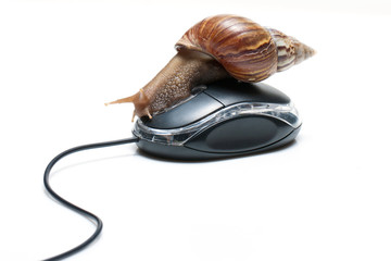 Snail on mouse