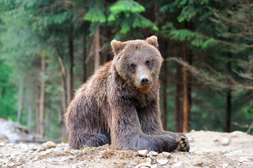 Fototapeta premium Bear
