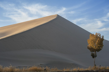 A lonly poplar beside the sand dune