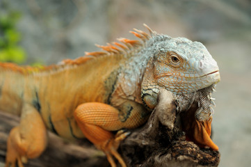 Iguana