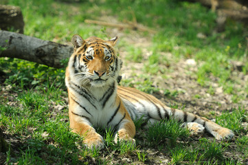 Fototapeta na wymiar Tygrys