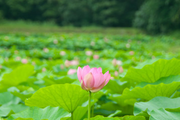 ハスの花