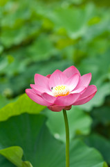 Fototapeta premium ハスの花