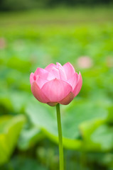Fototapeta premium ハスの花