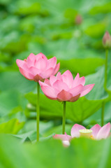 Obraz premium ハスの花