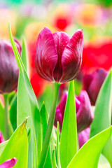 Naklejka premium purple tulip