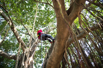 climbing high tree
