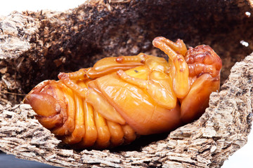 pupa of coconut rhinoceros beetle