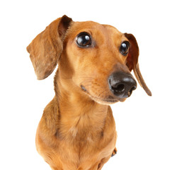 Dachshund dog close up