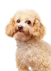 Dog poodle portrait